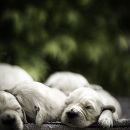 Cavalier King Charles Spaniel and Golden Retriever Puppies from Tsarevich Goldens and Cavaliers