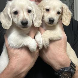 Dachshund Puppies from Dachshund Family Love Breeders