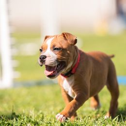 Tetris - Red and white Staffordshire Bull Terrier puppy in College Station, Texas from Vivace Staffords