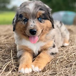 Blue collar - Blue merle male Miniature Australian Shepherd puppy in 32046, Florida from River Hill Ranch