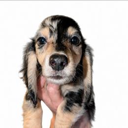 Oreo PET ONLY price listed FIRM - Dapple male Dachshund puppy in Unadilla, Georgia from The Hamsley Kennels of South Georgia