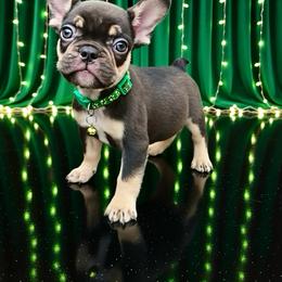Apollo - Tricolors male French Bulldog puppy in Amarillo, Texas from Bomb City Bulldogs