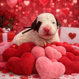 Brown collar - Brown and white male Sheepadoodle puppy in Inman, South Carolina from Mossy Doodles LLC