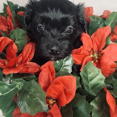 Havana Silk Dog Puppies from Joyful Heart Silks