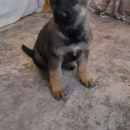 Odom's  Soldat von niemandem - German Shepherd puppy from Odom's German Shepherds