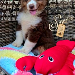 Sawyer - Price 2000 - Red tri male Miniature Australian Shepherd puppy in Ennis, Texas from God’s Little Aussies