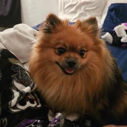 Poppy - Orange sable female Pomeranian puppy in Indianola, Iowa from Argetsinger Poms