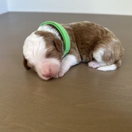 Grinch - Red male Bernedoodle puppy in Fort Wayne, Indiana from Crimson Curl Doodles