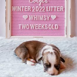 American Corgi and Pembroke Welsh Corgi Puppies from Whimsical Treasure Corgis