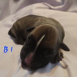 Male 1 - Fawn male Boxer puppy in Leland, North Carolina from Ocean Breeze Boxers