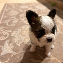 Papillon Puppies from Seven Pillars Papillon