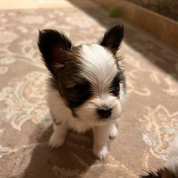Papillon Puppies from Seven Pillars Papillon
