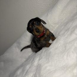 Red - Dapple male Dachshund puppy in Odessa, Texas from K9 Royal Club