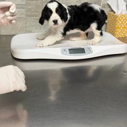 Girl 3 light pink - Black and white female English Springer Spaniel puppy in Lufkin, Texas from Shifletknight Springer Spaniels