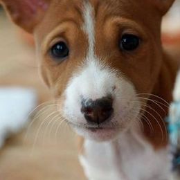 Basenjis and Manchester Terriers from Marjani