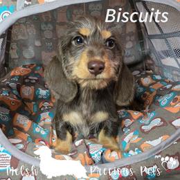Bicuits - Chocolate and tan male Dachshund puppy in Anamosa, Iowa from Melsh Precious Pets