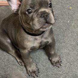 French Bulldog Puppies from Fabled Frenchies