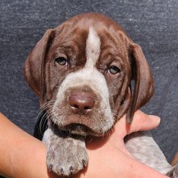 Girl 2 - Brown and gray female Wirehaired Pointing Griffon puppy in Emmett, Idaho from Idaho Wirehaired Pointing Griffons