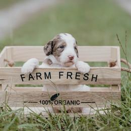Mint - Parti female Goldendoodle puppy in Lake City, Florida from North Florida Poodles and Doodles