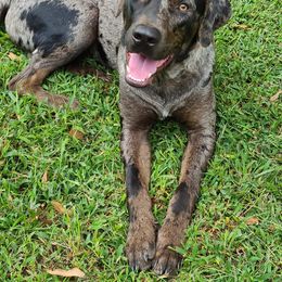 Catahoula Leopard Dog, Goldendoodle, Poodle, and Sheepadoodle Puppies from Prospect Catahoula Farms, LLC