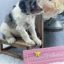 Aussiedoodle and Australian Shepherd Puppies from Dunroamin Farms Australian Shepherds and Aussiedoodles