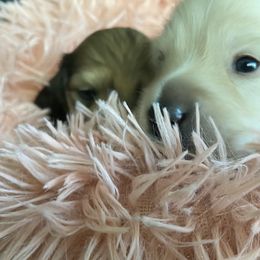 Dachshund Puppies from Channelledox