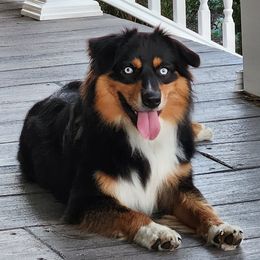 Steele - Australian Shepherd