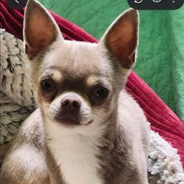 Harley - Chihuahua