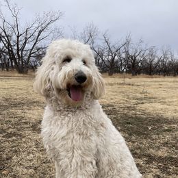 Maddie - Goldendoodle