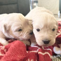 Sophie - Light golden female Golden Retriever puppy in Watkins, Colorado from Brightside Goldens