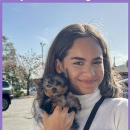 Biewer Terrier and Yorkshire Terrier Puppies from Southeast Biewers