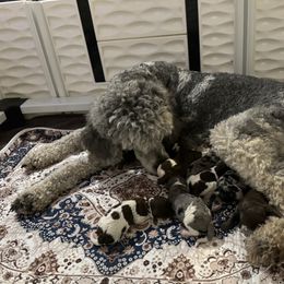 Chocolate Parti male 2 - Chocolate male Labradoodle puppy in Kingston, Georgia from CC Familydoodles
