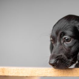 Dachshund Puppies from Chocolat &  Créme doxies