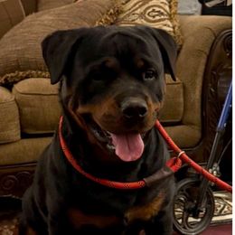 Sky - Rottweiler