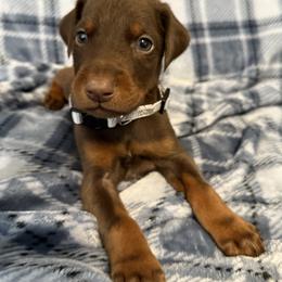 Silver Collar - Red and rust male Doberman Pinscher puppy in Lake City, Florida from Paintedcrazy Doberman Pinchers
