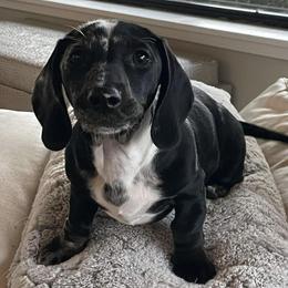Dachshunds from Southern Paws