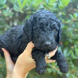 Willow - Black and white female Springerdoodle puppy in Statham, Georgia from Georgia Springerdoodles