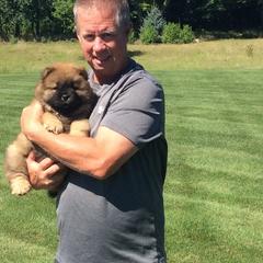 Chow Chow from Chuan Qi Chows