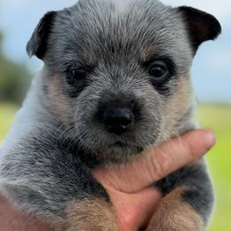 Jean - Blue female Australian Cattle Dog puppy in Devalls Bluff, Arkansas from Coolhand's Australian Cattle Dogs