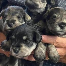 Miniature Schnauzers from Beau's Beauties Miniature Schnauzers