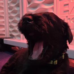 Eve- PurpleLime Collar - Black female Giant Schnauzer puppy in Bessemer, Alabama from The Copper Cottage Canines