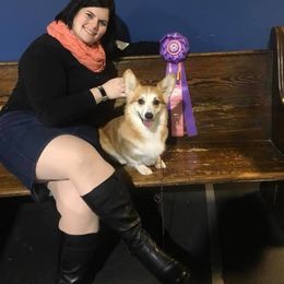 Cardigan Welsh Corgi and Pembroke Welsh Corgi All Grown Up from AroHawk Corgis