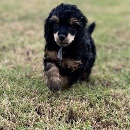 Slate - Phantom male Poodle puppy in Ardmore, Oklahoma from Green Acres