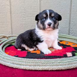 Kix - Black and tan male American Corgi puppy in Shawnee, Oklahoma from Sunray Ranch