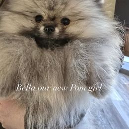 Pomeranian Puppies from Glitzypoms