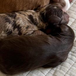 Orion - Chocolate male Cavapoo puppy in Beckley, West Virginia from By Design Doodles