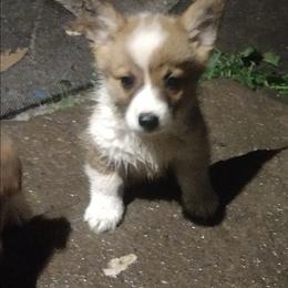 Triple Clear, OFA parents, 1 - Red male Pembroke Welsh Corgi puppy in Harpursville, New York from Rex Farm Corgis
