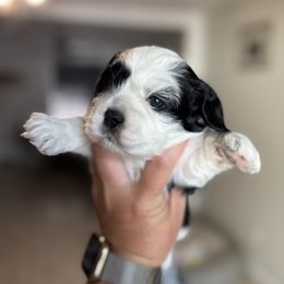 Rhodes - Black and white male Cockapoo puppy in Lafayette, Louisiana from Kinkade Kennels