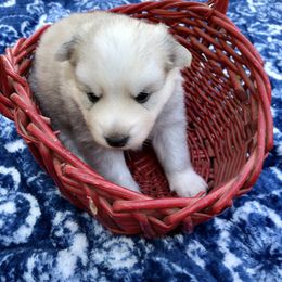 Pomsky and Siberian Husky Puppies from Cold Mountain Kennel