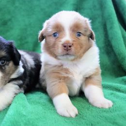 Miniature Australian Shepherd Puppies from Bock's Mini Aussies